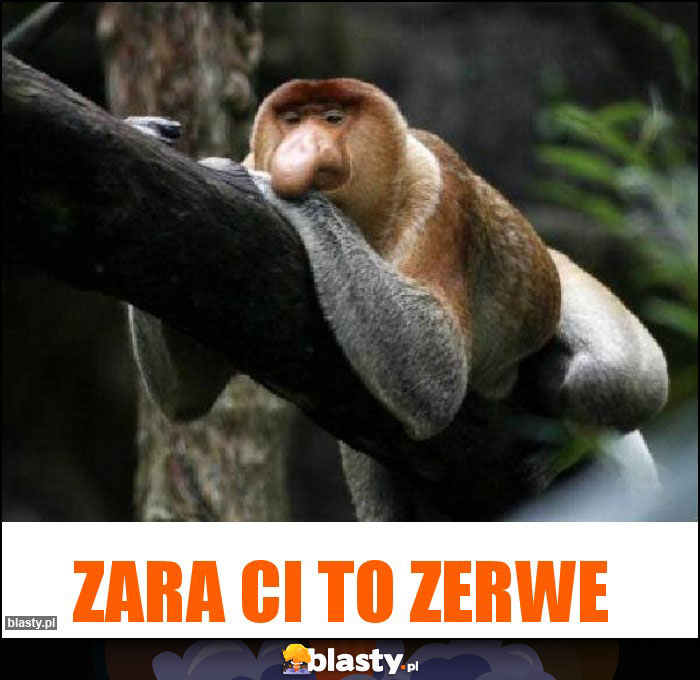 ZARA CI TO ZERWE