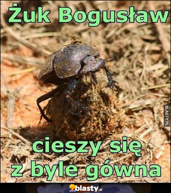 Żuk Bogusław cieszy się z byle gówna