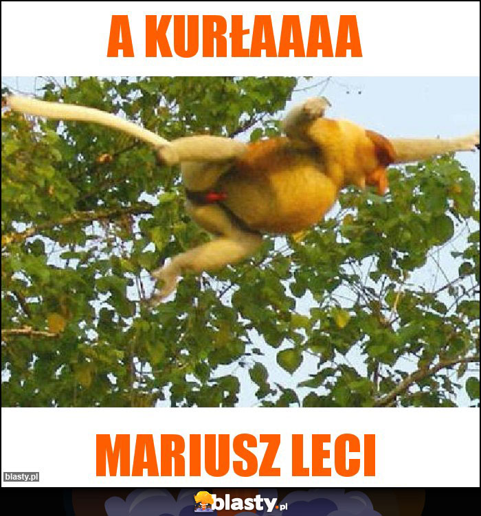A kurłaaaa