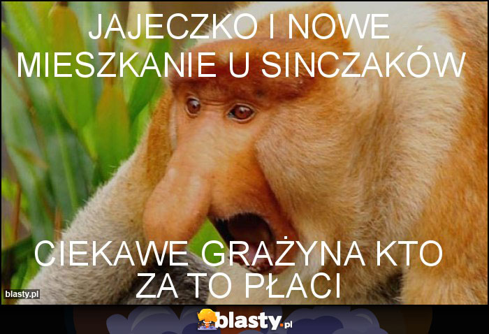 Jajeczko i nowe mieszkanie u Sinczaków