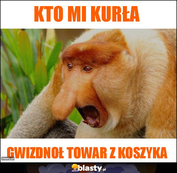 Kto mi kurła