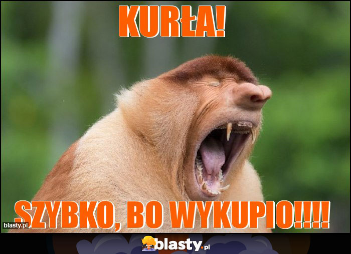 KURŁA!
