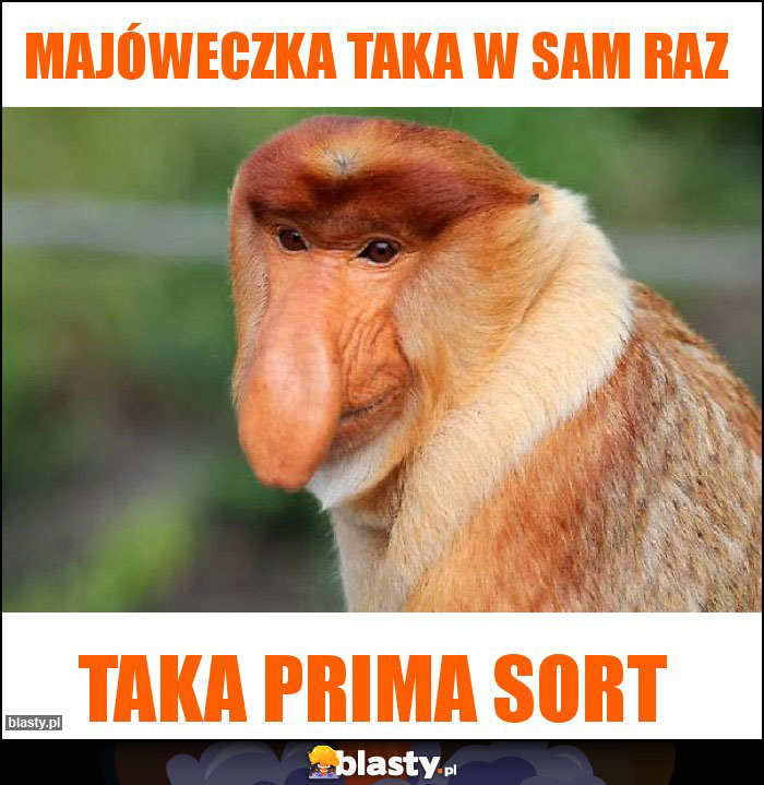 Majóweczka taka w sam raz