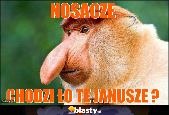 nosacze