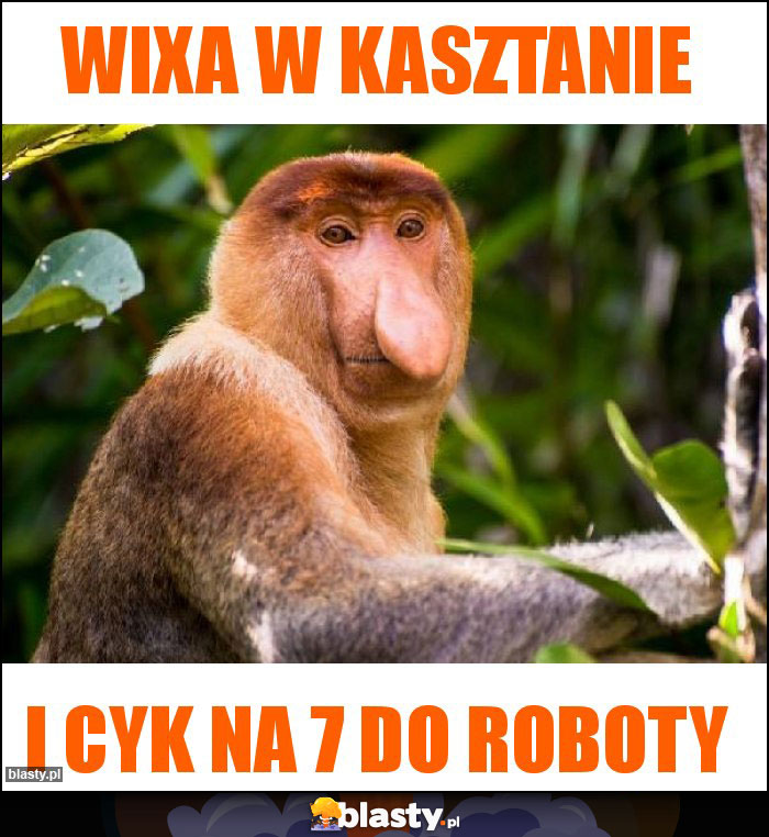 Wixa w kasztanie
