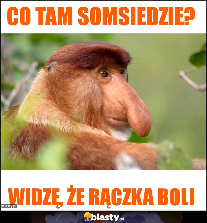 Co tam somsiedzie?