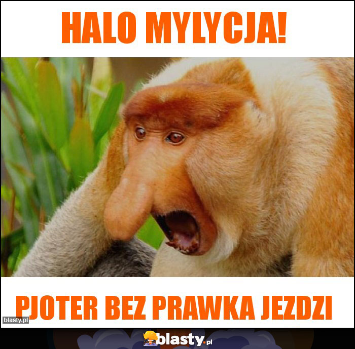 HALO MYLYCJA!