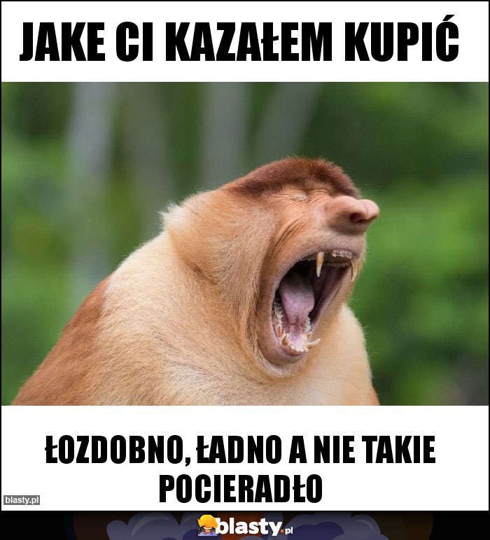 jake ci kazałem kupić