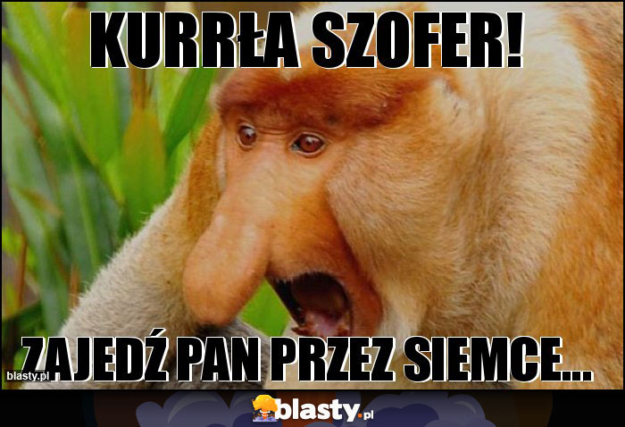 KURRŁA SZOFER!