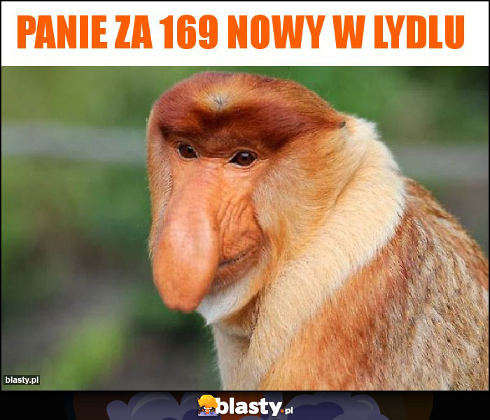 Panie za 169 nowy w lydlu