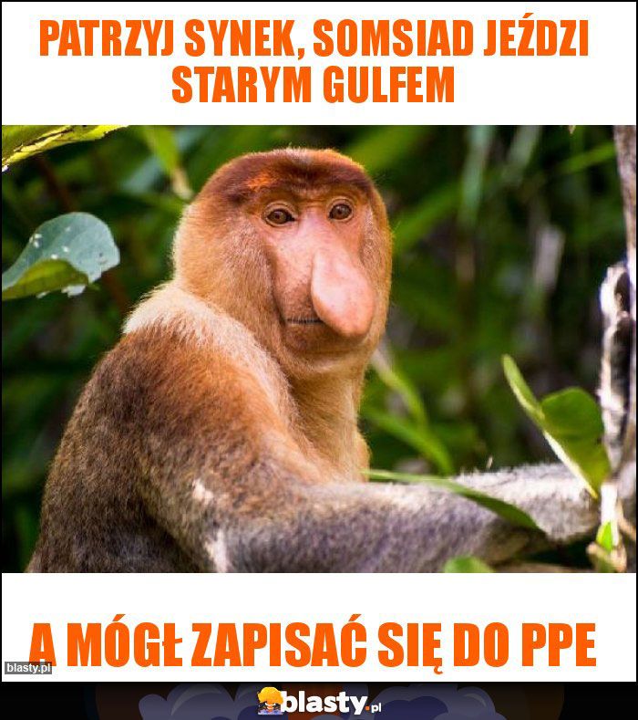 PATRZYJ SYNEK, SOMSIAD JEŹDZI STARYM GULFEM