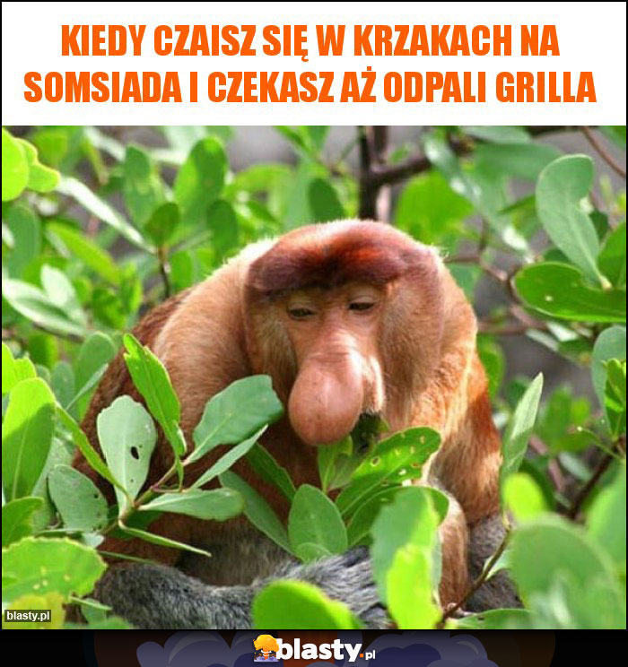 Kiedy czaisz się w krzakach na somsiada i czekasz aż odpali grilla