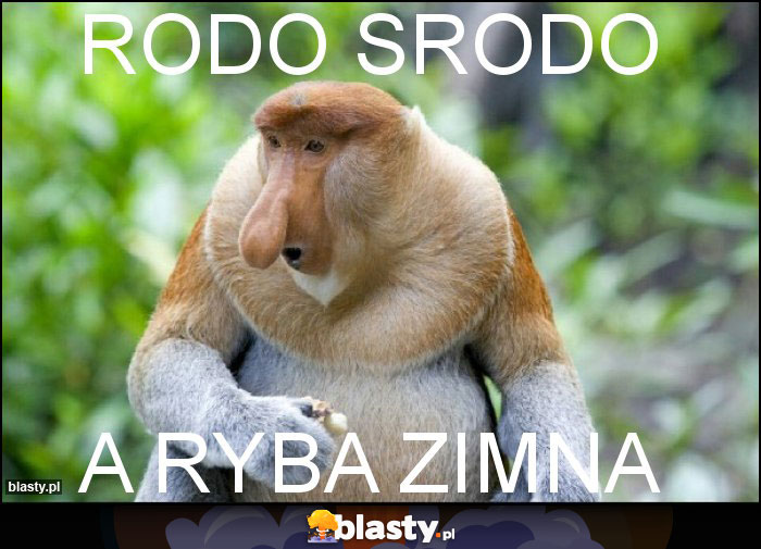 RODO SRODO