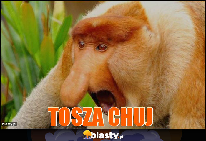 TOSZA CHUJ