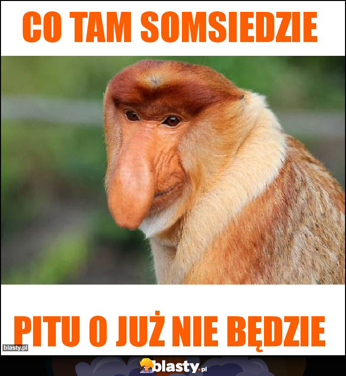 Co tam somsiedzie