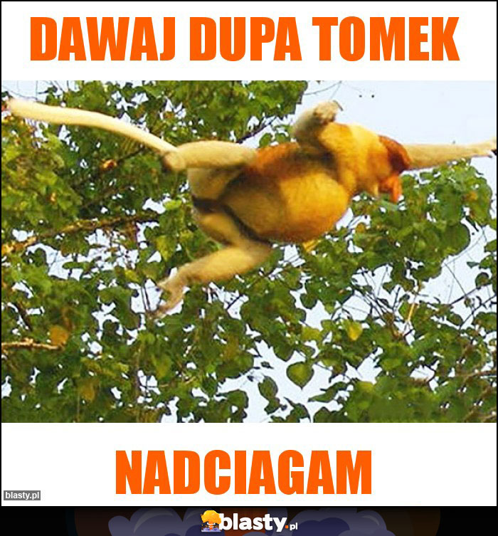 DAWAJ DUPA TOMEK