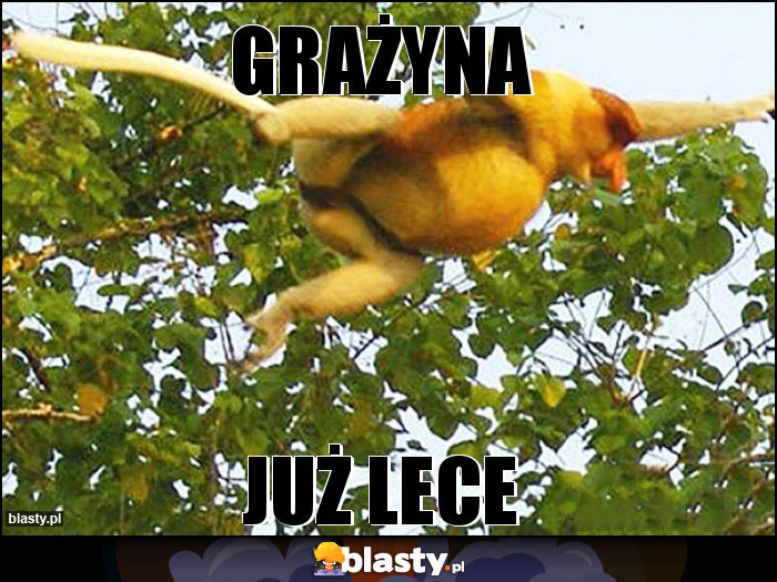 GRAŻYNA