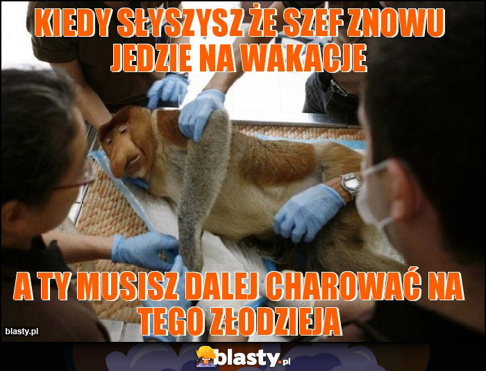 KIEDY SŁYSZYSZ ŻE SZEF ZNOWU JEDZIE NA WAKACJE