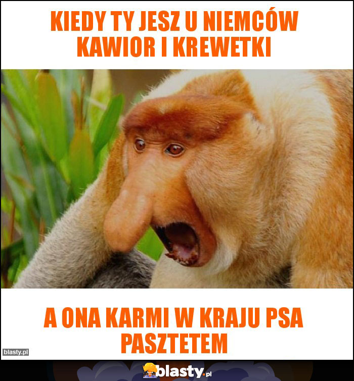 Kiedy ty jesz u Niemców kawior i krewetki