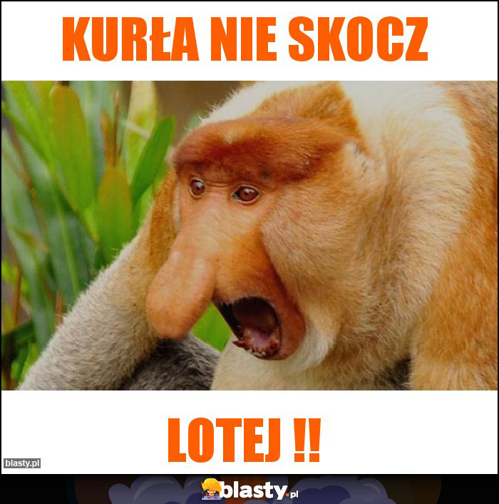 kurła nie skocz