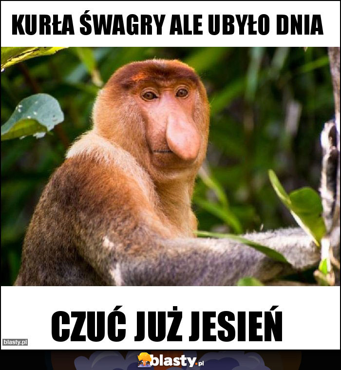 Kurła śwagry ale ubyło dnia