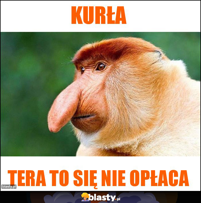 Kurła