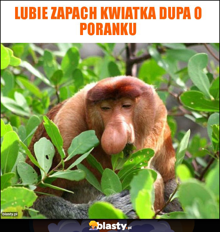 lubie zapach kwiatka dupa o poranku