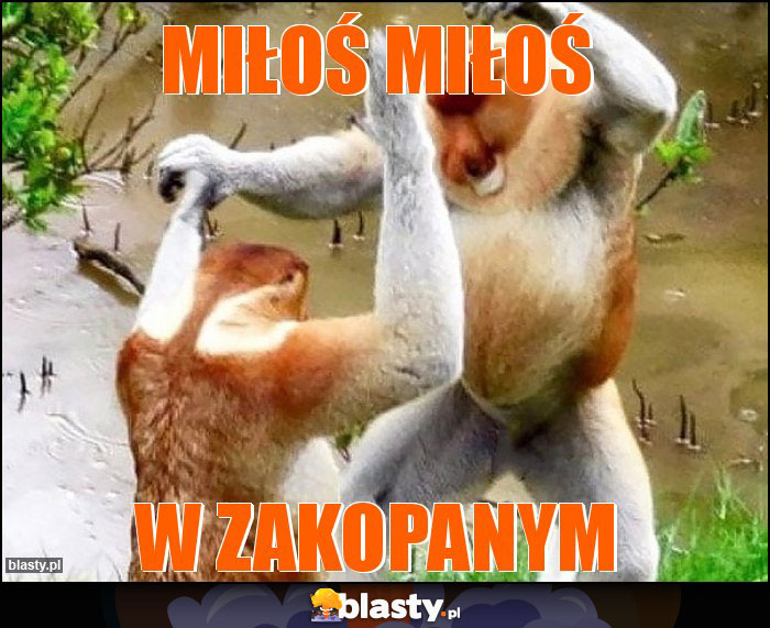 MIŁOŚ MIŁOŚ