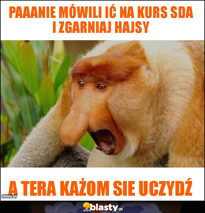 Paaanie mówili ić na kurs SDA i zgarniaj hajsy
