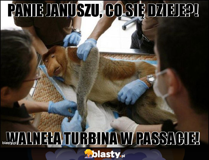 PANIE JANUSZU, CO SIĘ DZIEJE?!