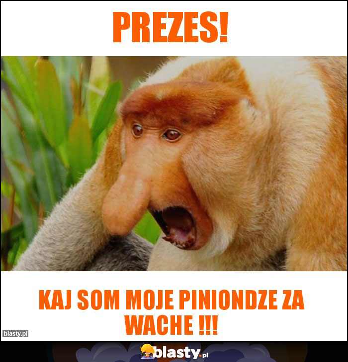 Prezes!