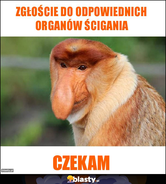 Zgłoście do odpowiednich organów ścigania