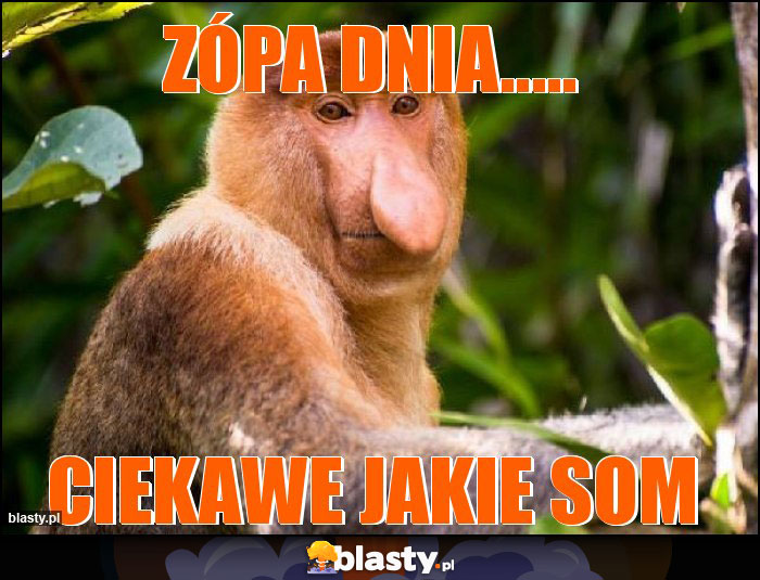Zópa dnia.....