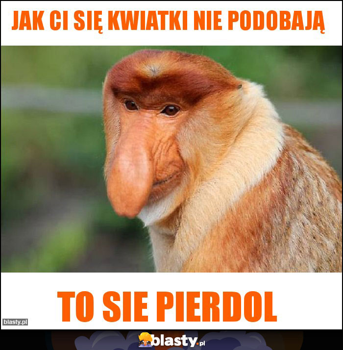 Jak ci się kwiatki nie podobają