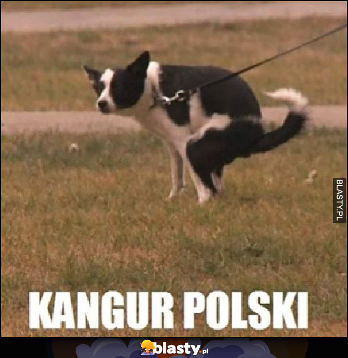 Kangur polski srający pies