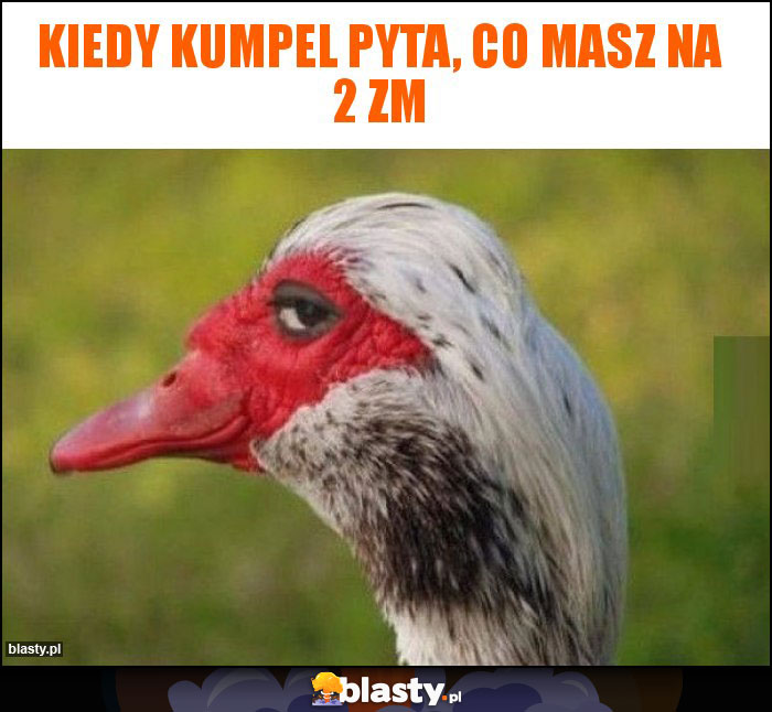 Kiedy kumpel pyta, co masz na 2 zm