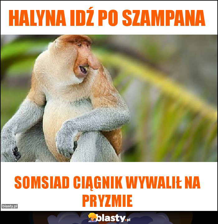 Halyna idź po szampana