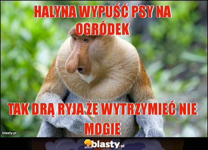 HALYNA WYPUŚĆ PSY NA OGRÓDEK