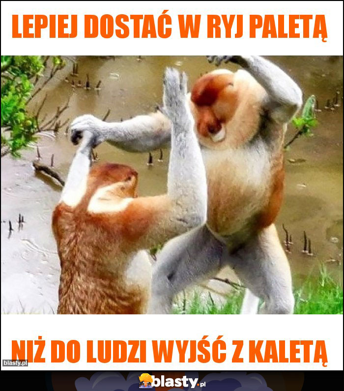 Lepiej dostać w ryj paletą