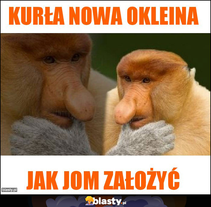 Kurła nowa okleina