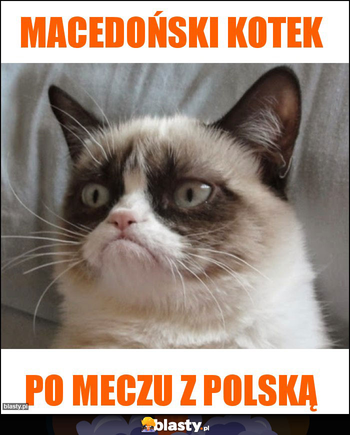 Macedoński kotek