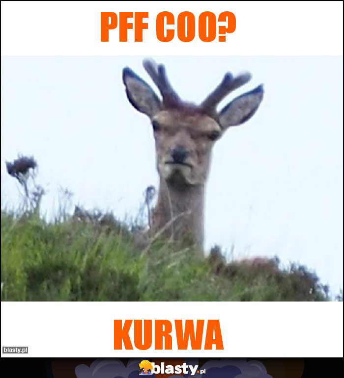 Pff coo?