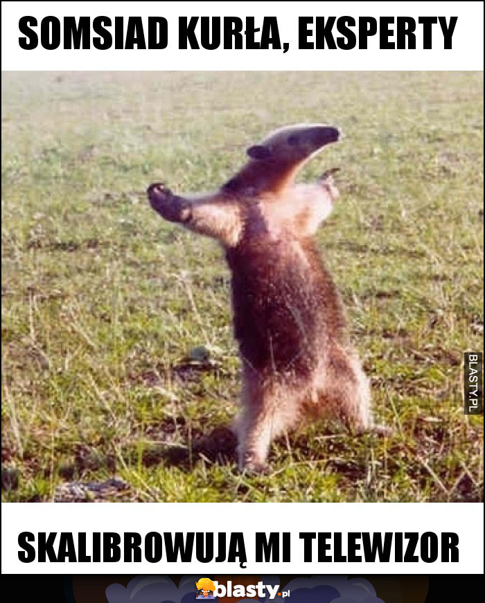 somsiad kurła, eksperty