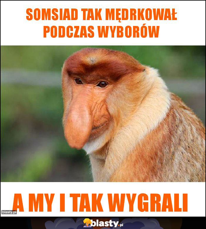 Somsiad tak mędrkował podczas wyborów