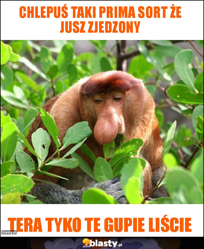 chlepuś taki prima sort że Jusz zjedzony