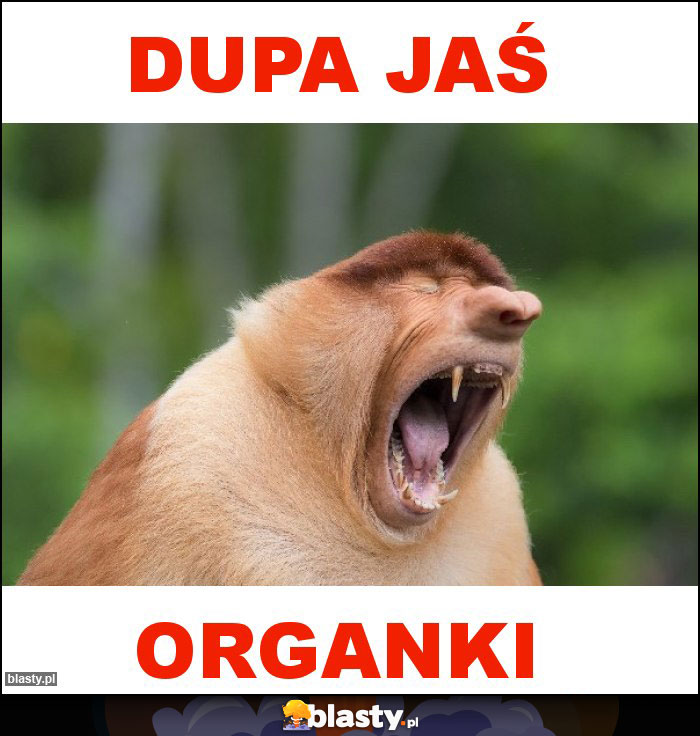 Dupa Jaś