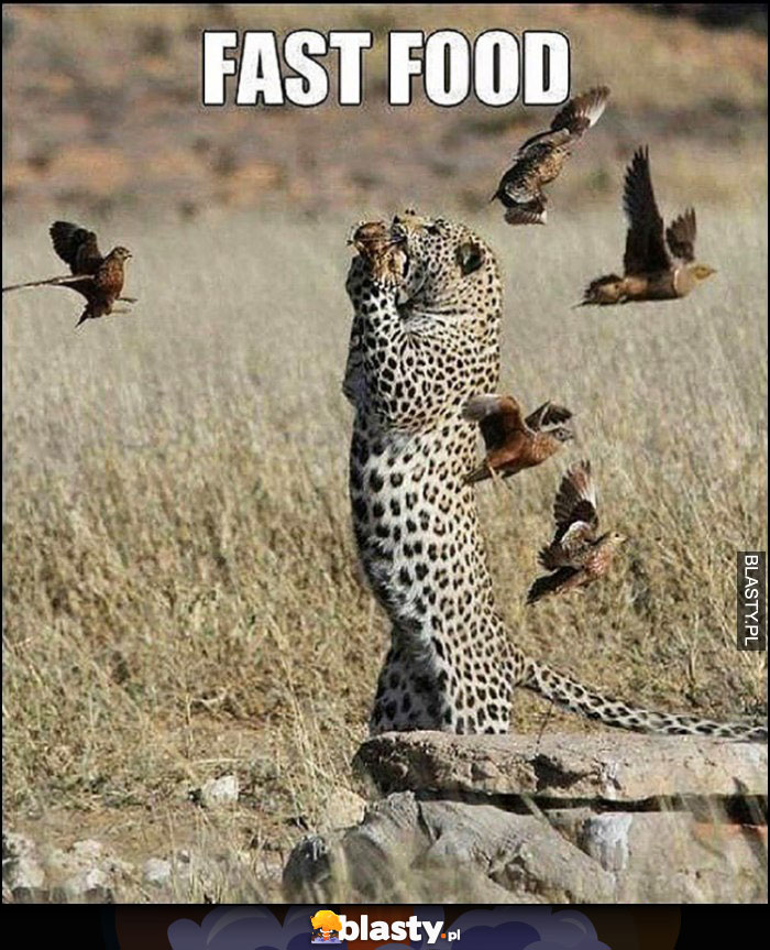 Fast food gepard łapie ptaki w locie wprost do pyska