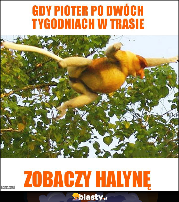 Gdy Pioter po dwóch tygodniach w trasie
