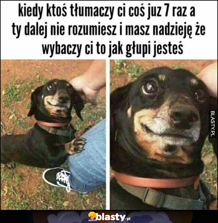 Kiedy ktoś tłumaczy Ci coś już 7 raz a Ty dalej nie rozumiesz i masz nadzieję, że wybaczy Ci to jak głupi jesteś pies