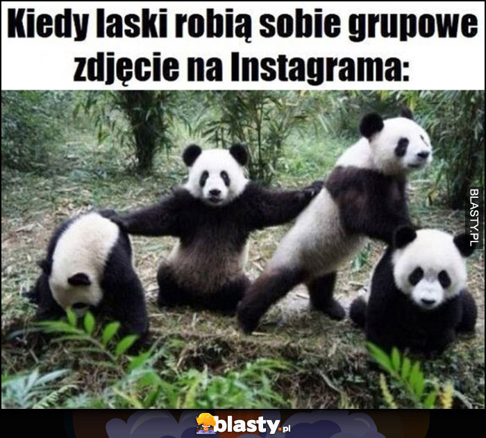 Kiedy laski robią sobie grupowe zdjęcie na instagrama pandy